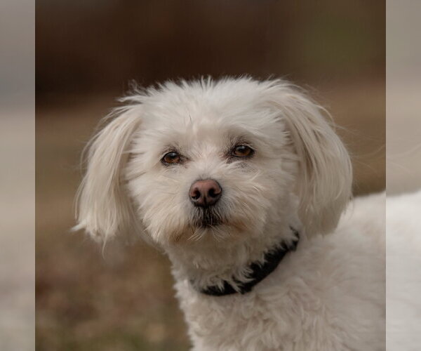Medium Photo #1 Poodle (Toy)-Unknown Mix Puppy For Sale in Caribou, ME, USA