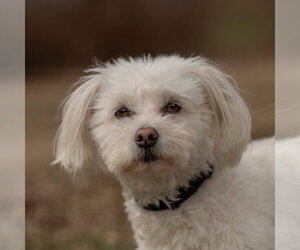 Poodle (Toy)-Unknown Mix Dogs for adoption in Caribou, ME, USA