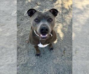 American Pit Bull Terrier Dogs for adoption in Santa Maria, CA, USA