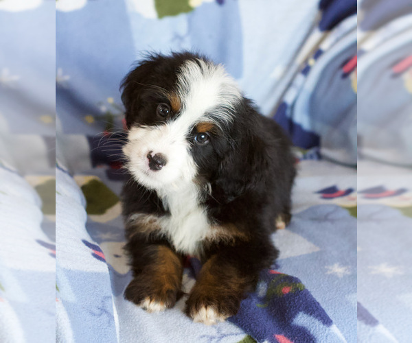 Medium Photo #5 Bernedoodle Puppy For Sale in MILWAUKEE, WI, USA