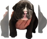 Small Photo #2 American Bully Puppy For Sale in OAK LAWN, IL, USA