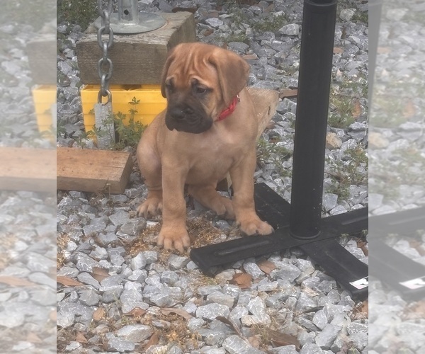 Medium Photo #12 Bullmastiff Puppy For Sale in JAY, FL, USA
