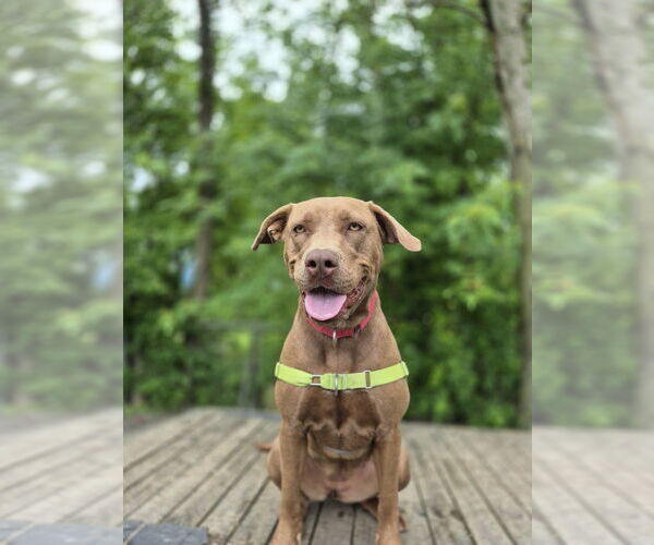 Medium Photo #11 Mutt Puppy For Sale in Elmsford, NY, USA