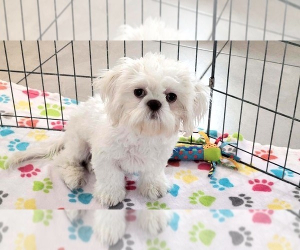 Medium Photo #5 Shih Tzu Puppy For Sale in ORO VALLEY, AZ, USA