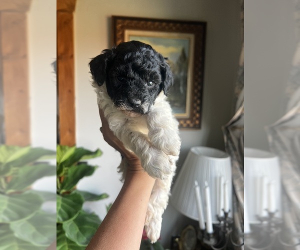 Medium Photo #9 English Cream Golden Retriever-Poodle (Miniature) Mix Puppy For Sale in KENNETT, MO, USA
