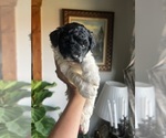 Small #8 English Cream Golden Retriever-Poodle (Miniature) Mix