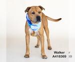 Small #1 Mastiff Mix