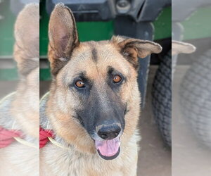German Shepherd Dog-Unknown Mix Dogs for adoption in Lake Forest, CA, USA