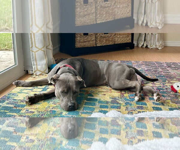 Medium Photo #19 Staffordshire Bull Terrier-Unknown Mix Puppy For Sale in Mount Laurel, NJ, USA