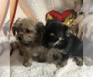 Shorkie Tzu Puppy for Sale in LEBANON, Oregon USA