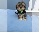 Small Morkie