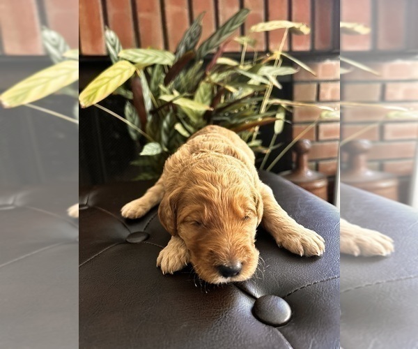 Medium Photo #34 Goldendoodle Puppy For Sale in HUNTINGTON BEACH, CA, USA
