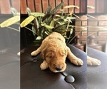Small #33 Goldendoodle