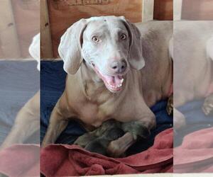 Mother of the Weimaraner puppies born on 07/26/2021