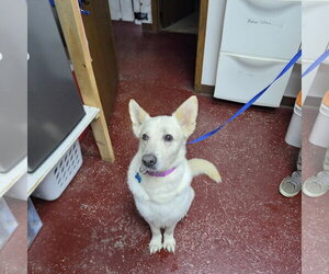 Mark - Male German Shepherd Dog-Unknown Mix Dog for Adoption - Photo #14