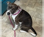 Small Boxer Mix