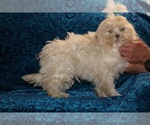 Small #5 ShihPoo