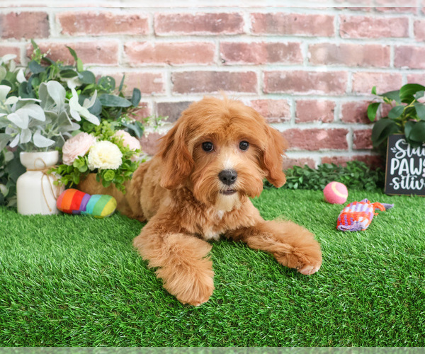 Medium Photo #8 Cavapoo (Miniature) Puppy For Sale in SYRACUSE, IN, USA