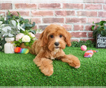 Small #7 Cavapoo (Miniature)