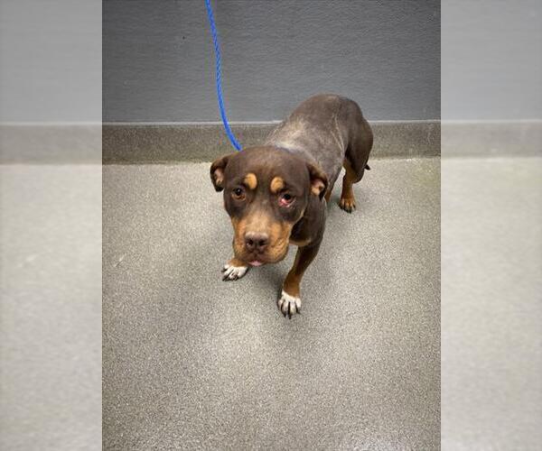 Medium Photo #1 American Pit Bull Terrier-Unknown Mix Puppy For Sale in Las Vegas, NV, USA