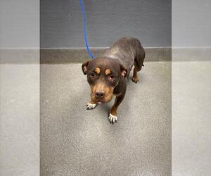 American Pit Bull Terrier-Unknown Mix Dogs for adoption in Las Vegas, NV, USA