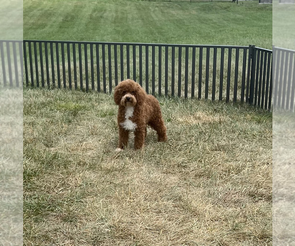 Medium Photo #7 Maltipoo Puppy For Sale in WARSAW, IN, USA