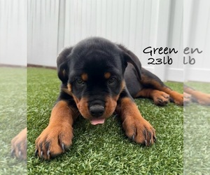 Rottweiler Litter for sale in GRESHAM, OR, USA