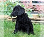 Small Photo #3 Labradoodle-Poodle (Standard) Mix Puppy For Sale in NEW PROVIDENCE, PA, USA