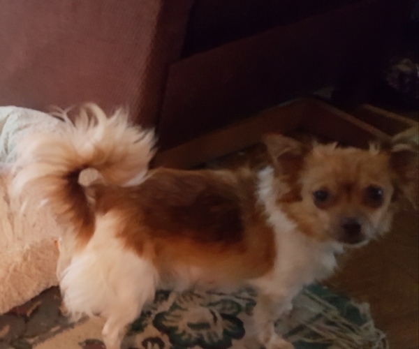 Medium Photo #1 Chihuahua Puppy For Sale in SPRINGFIELD, OH, USA