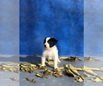 Puppy Dairy Australian Shepherd-Saint Bernard Mix