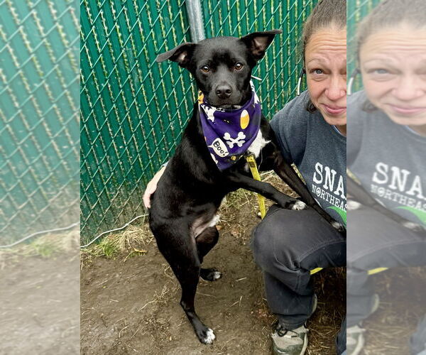 Medium Photo #7 Labrador Retriever-Unknown Mix Puppy For Sale in Brewster, NY, USA
