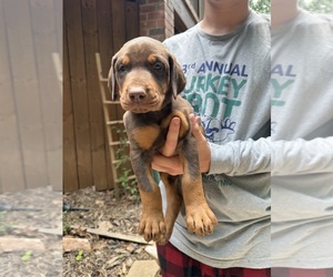 Doberman Pinscher Puppy for sale in HICKORY, NC, USA