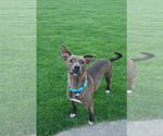 Small #7 American Pit Bull Terrier-Labrador Retriever Mix