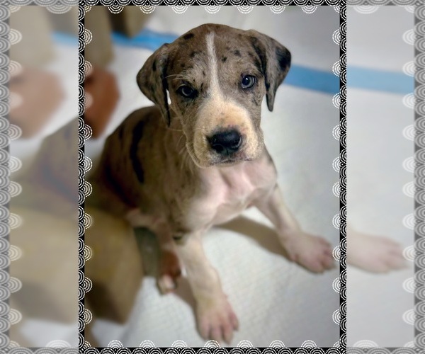 Medium Photo #1 Great Dane Puppy For Sale in MARSHVILLE, NC, USA