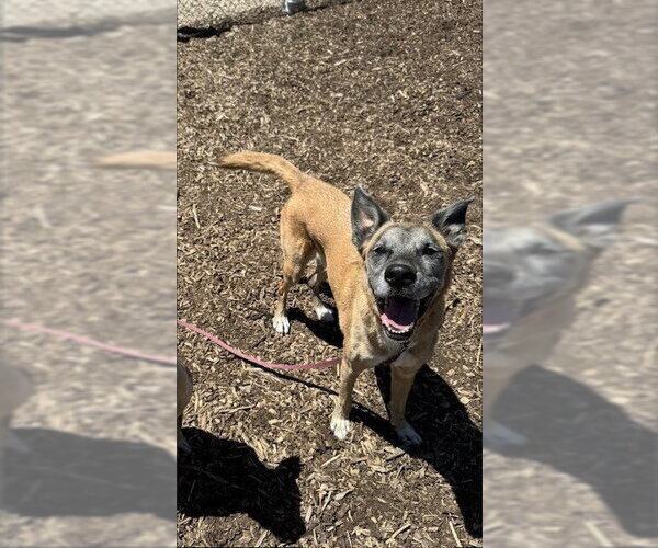 Medium Photo #2 Mutt Puppy For Sale in Imlay City, MI, USA