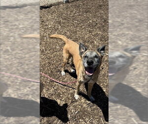 Nipsey Located in Nebraska - Male Mutt Dog for Adoption - Photo #2