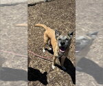 Small #1 Mutt