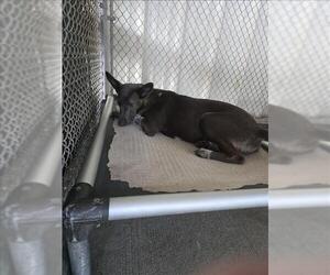Labrador Retriever-Unknown Mix Dogs for adoption in Conroe, TX, USA