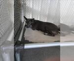 A432671 - Female Labrador Retriever-Unknown Mix Dog for Adoption - Small photo