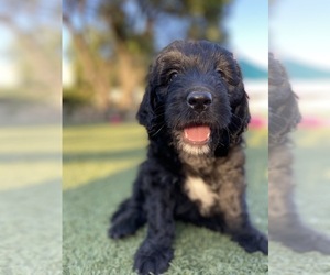 Golden Newfie-Poodle (Standard) Mix Puppy for sale in EASTVALE, CA, USA