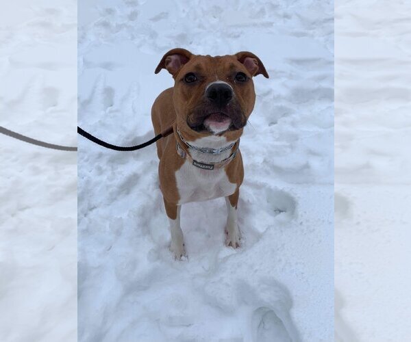 Medium Photo #12 American Pit Bull Terrier-Unknown Mix Puppy For Sale in Lockport, NY, USA