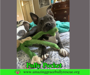 American Bulldog Dogs for adoption in Milton, FL, USA
