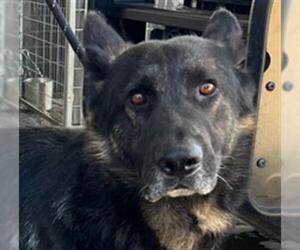 German Shepherd Dog-Unknown Mix Dogs for adoption in Woodland, CA, USA