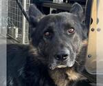 *DURANGO - Male German Shepherd Dog-Unknown Mix Dog for Adoption - Small photo