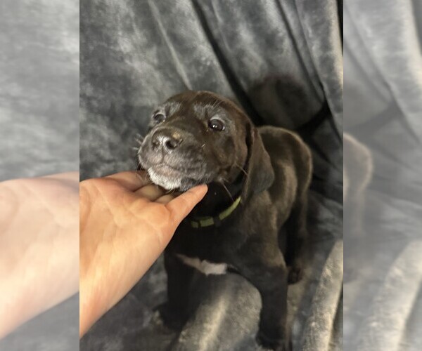 Medium Photo #18 Labmatian Puppy For Sale in ANTIOCH, CA, USA