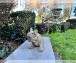 Small #180 French Bulldog