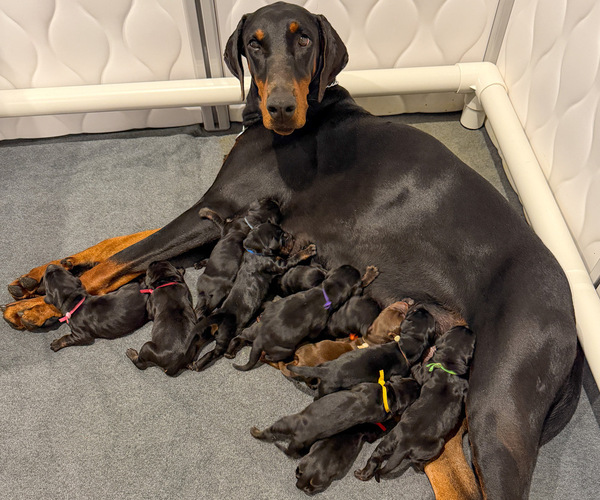 Medium Photo #2 Doberman Pinscher Puppy For Sale in LAKELAND, FL, USA