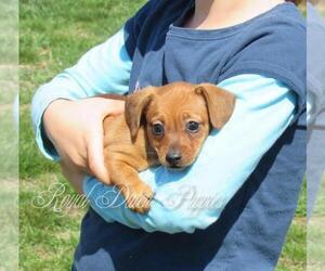 Chiweenie Puppy for sale in LE MARS, IA, USA