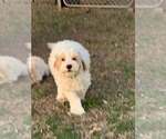 Puppy Phoenix Goldendoodle (Miniature)