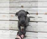 Small Photo #2 Great Dane Puppy For Sale in TALLAHASSEE, FL, USA